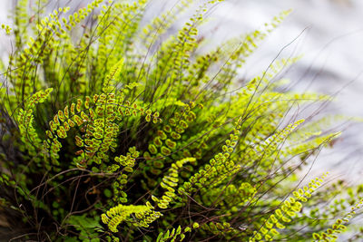 Close-up of fern