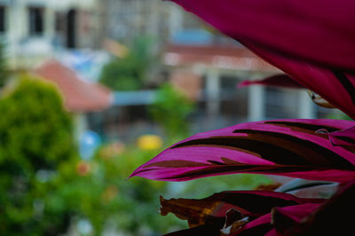 Close-up of purple flowering plant