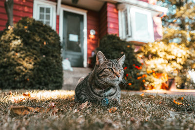 Cat looking away on grass