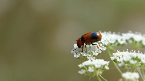 Close-up of insect on flower