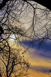 Low angle view of silhouette bare tree against sky at sunset