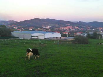 Horse on grassy field