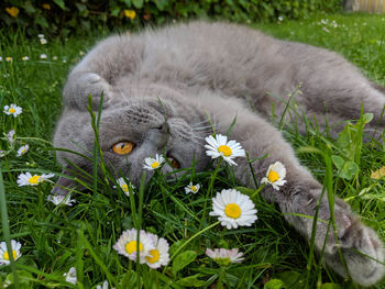 View of white flowers in field