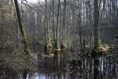 Scenic view of lake in forest