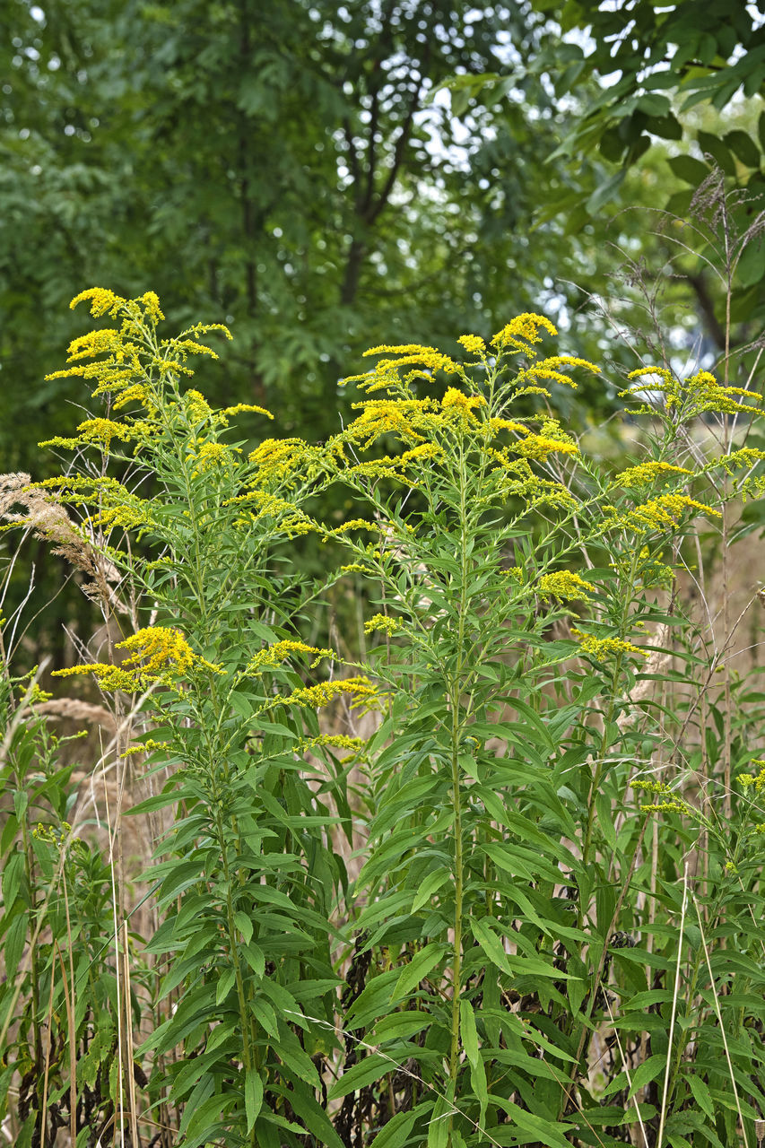 CLOSE-UP OF FRESH YELLOW PLANTS