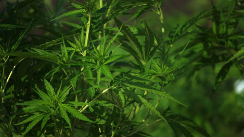 Close-up of fresh green plants