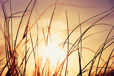 Close-up of stalks against sky during sunset