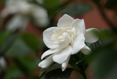 Close-up of white flowers