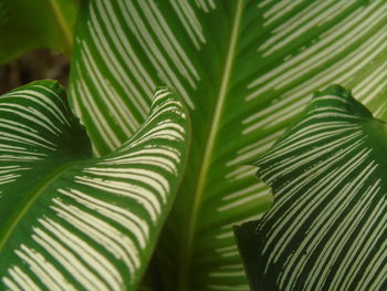 Close-up of leaves