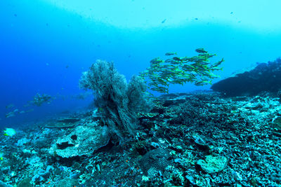 View of coral swimming in sea