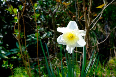 Close-up of white flower