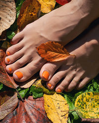 Close-up of hand holding leaves