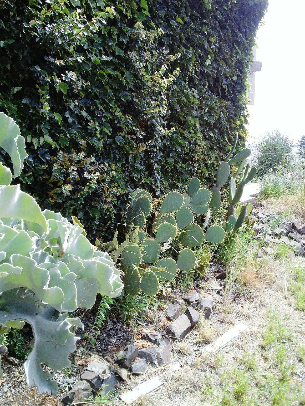 Jardin de espinas