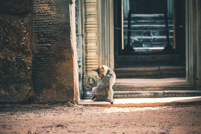 Rear view of cat sitting on ancient ruins