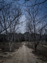 Bare trees on field against sky