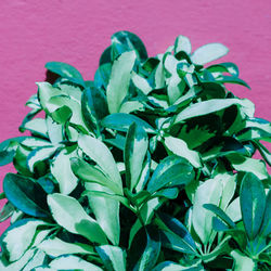 High angle view of potted plant