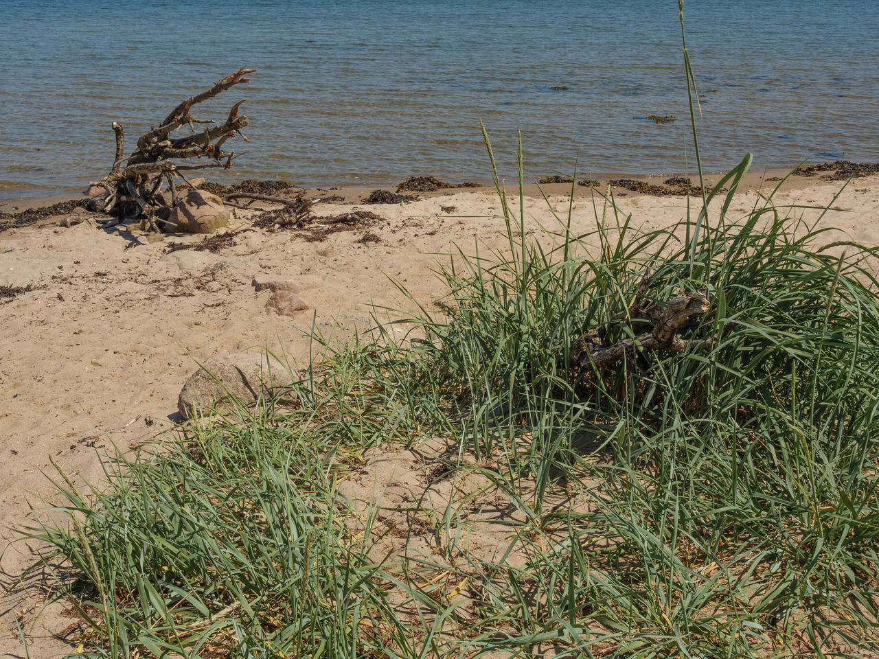 HIGH ANGLE VIEW OF PLANTS ON SHORE