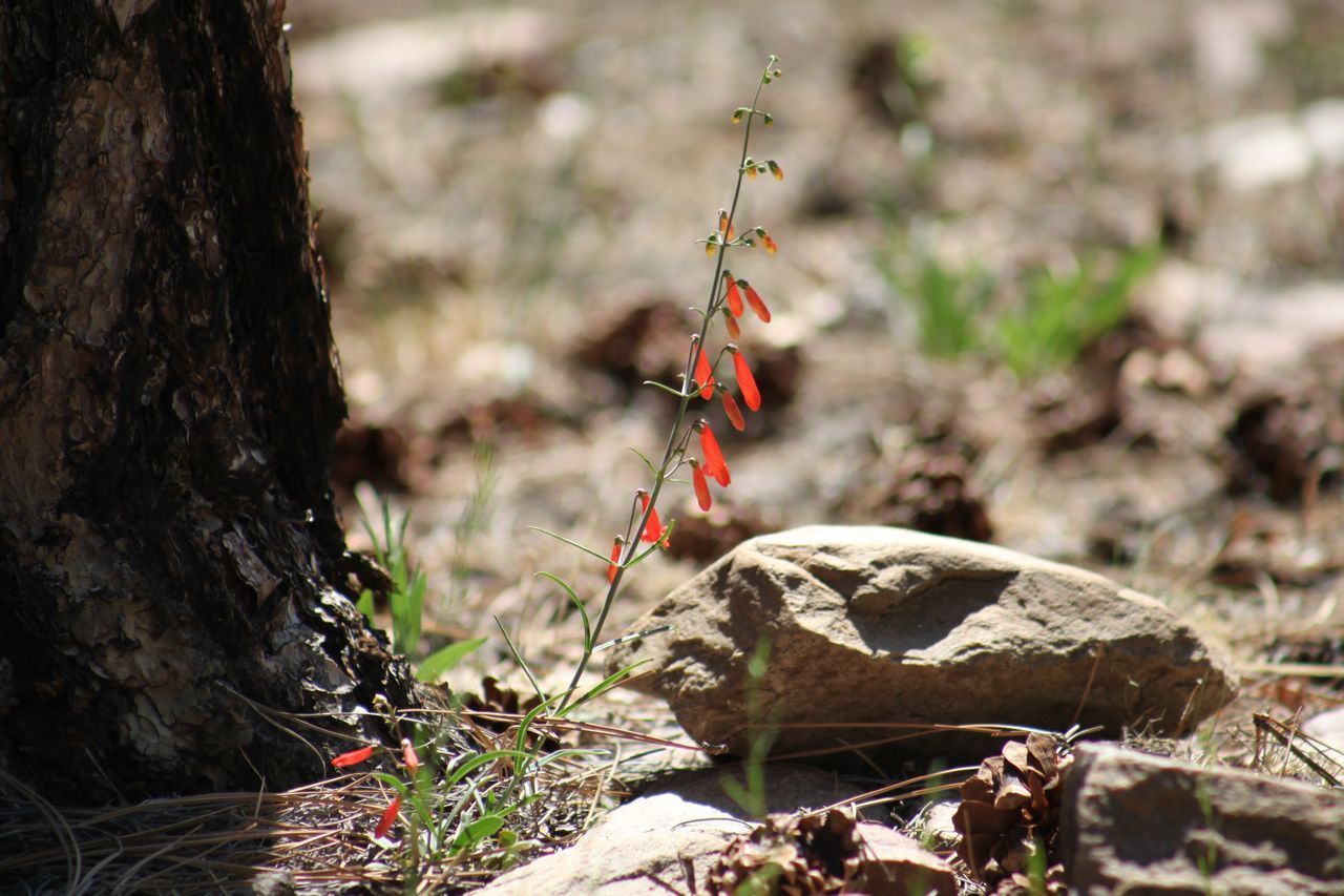 CLOSE-UP OF TREE TRUNK ON ROCK