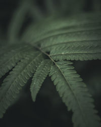 Close-up of fresh green leaves