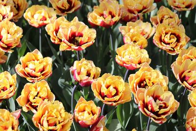 Close-up of yellow tulips