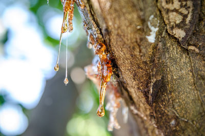 Close-up of insect on spider web