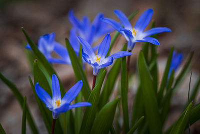 Close-up of purple crocus flower