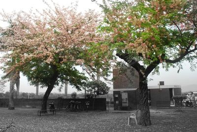 Trees in a city