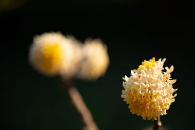 Close-up of yellow flower against black background