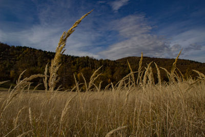 Plants growing on field against sky