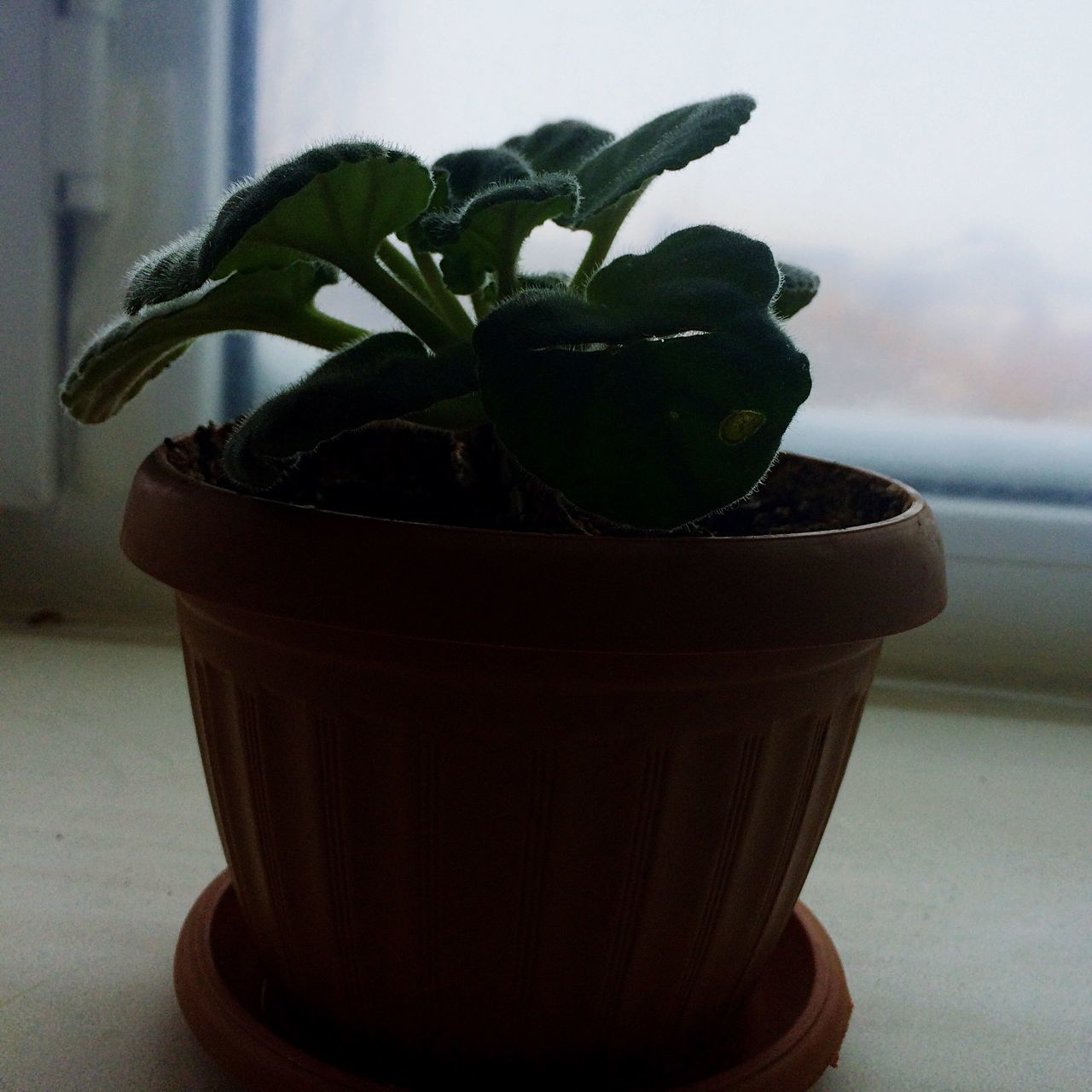 potted plant, close-up, plant, focus on foreground, leaf, indoors, growth, table, still life, wall - building feature, freshness, green color, no people, nature, day, home interior, flower pot, vase, selective focus, fragility