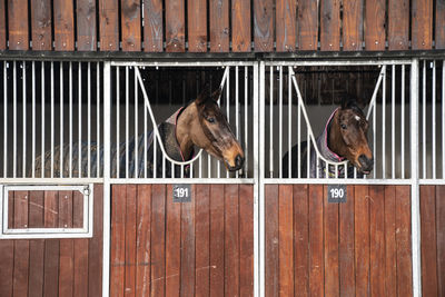 Horse in stable