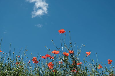 Close-up of red poppy flowers on field against sky