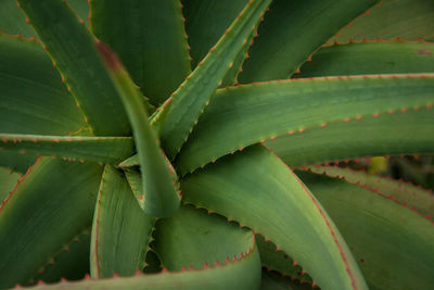 Full frame shot of an aloe plant, close-up.