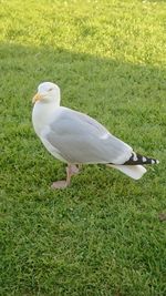 Seagull perching on a field