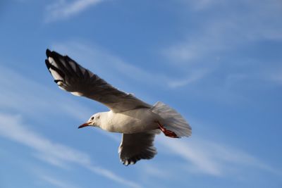 Low angle view of bird flying against clear sky