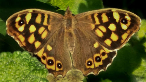 Close-up of butterfly