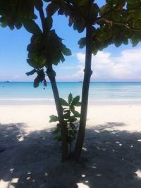 Close-up of tree on beach against sky