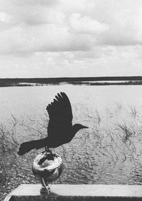 Reflection of trees in water