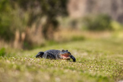 Side view of squirrel on field