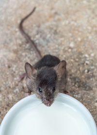 Little baby mouse drinking milk from white cup