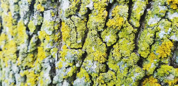 Full frame shot of tree trunk