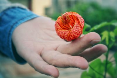 Cropped hand touching red flower blooming outdoors