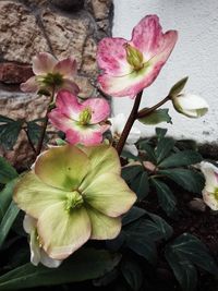 Close-up of flowers blooming outdoors
