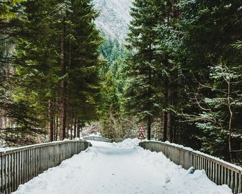 Footpath amidst trees against sky