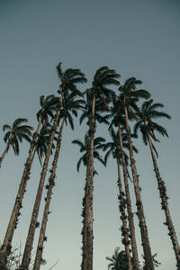 Low angle view of palm trees against clear sky during sunset