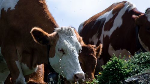 Cows in the animal