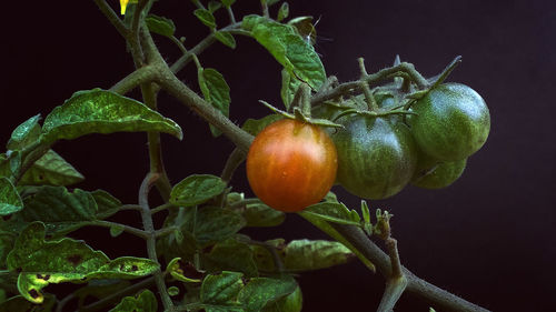 Close-up of fruit