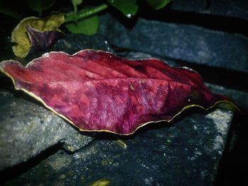 Close-up of leaves on ground