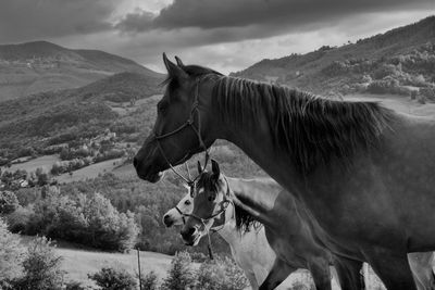 Horse standing on field against sky