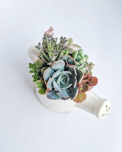 High angle view of succulent plant against white background